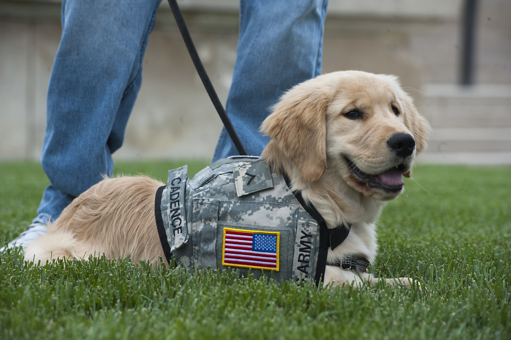 Service Dog named Cadence wearing a US Army jacket