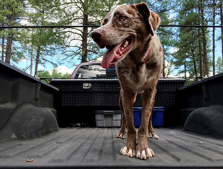 how many dogs die from being put in truck beds