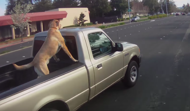 how many dogs die from being put in truck beds