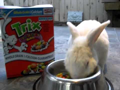 rabbit eating trix cereal