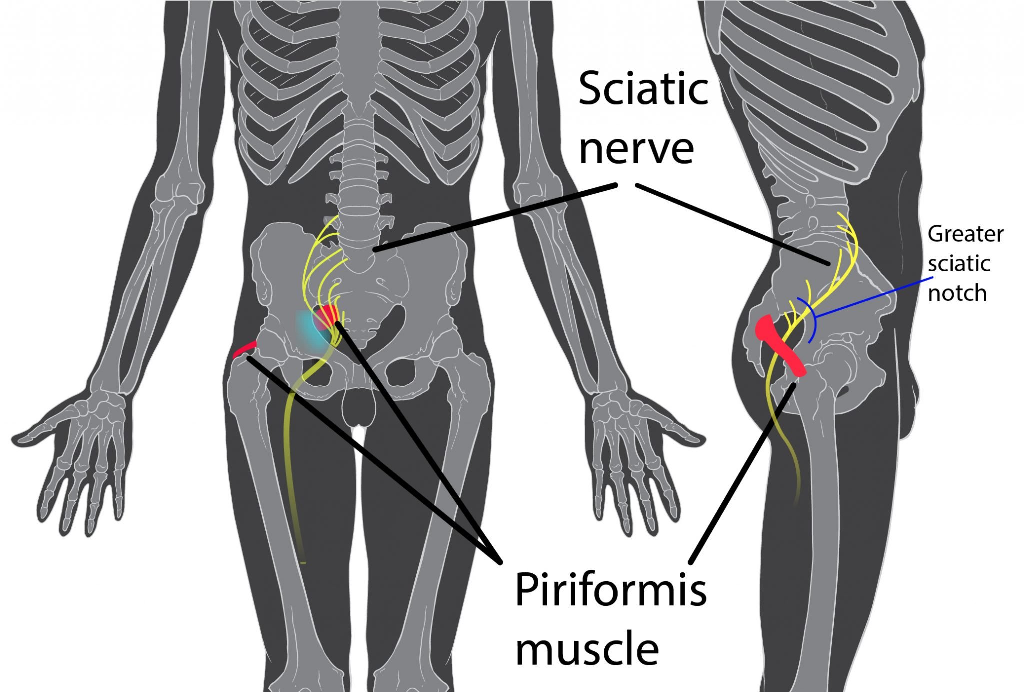 sciatic nerve