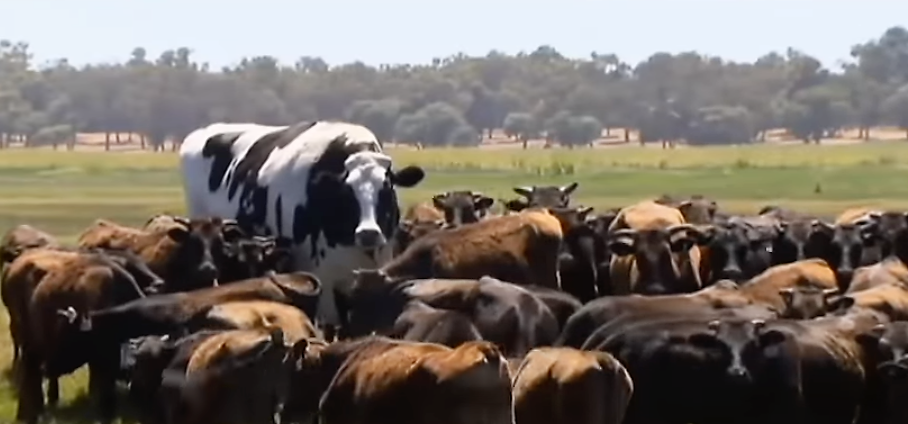 giant cow
