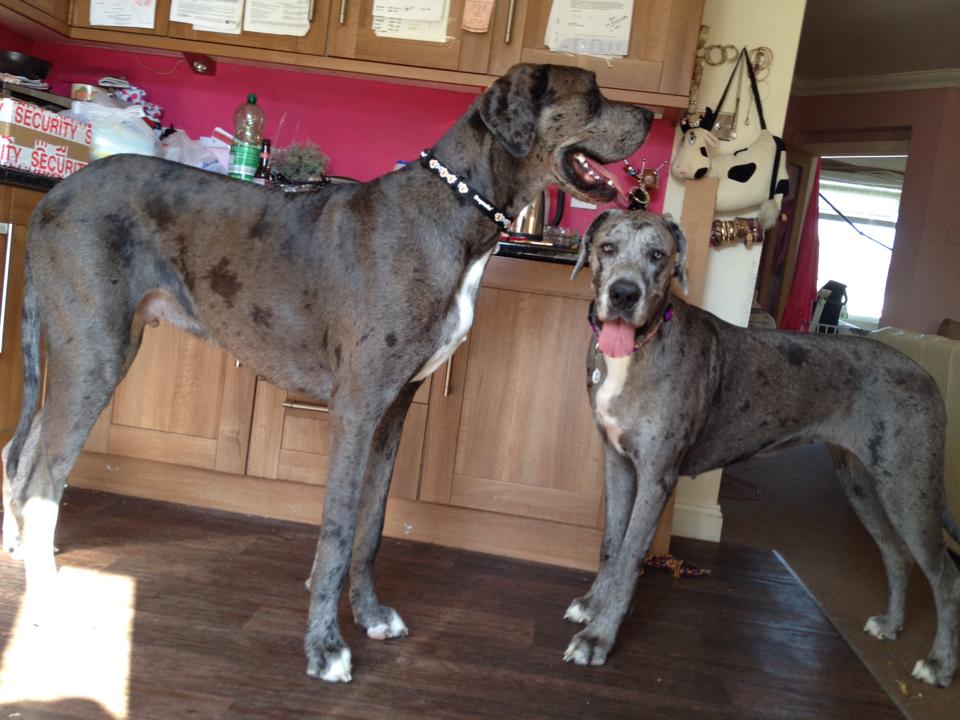 Freddy The 7-Foot-Tall Great Dane Has Sadly Died
