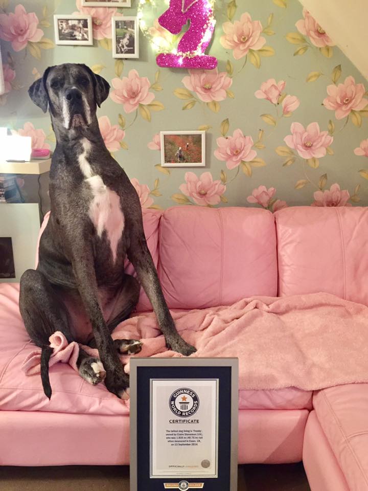 Freddy The 7-Foot-Tall Great Dane Has Sadly Died