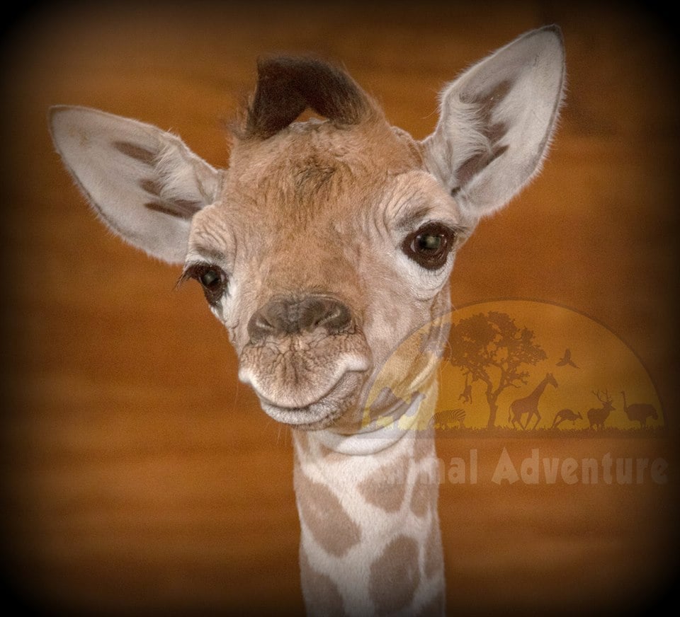 giraffe baby 