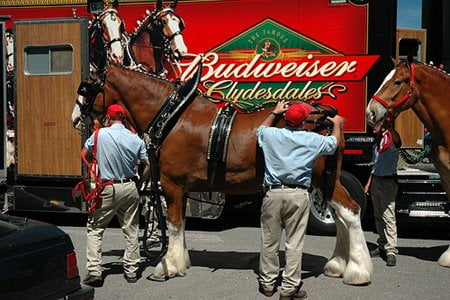 clydesdales 