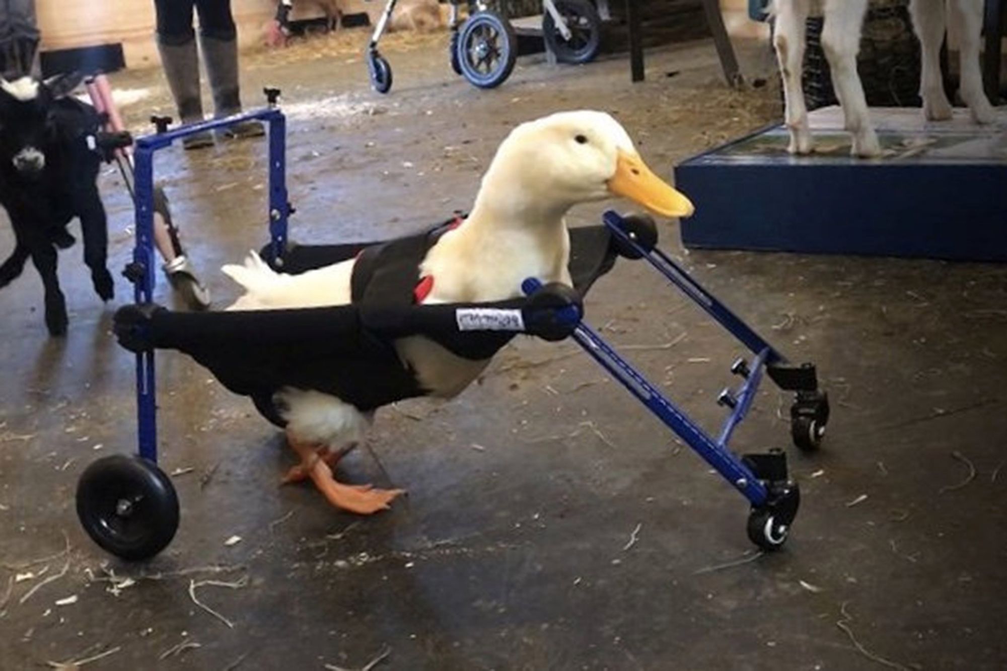 disabled duck