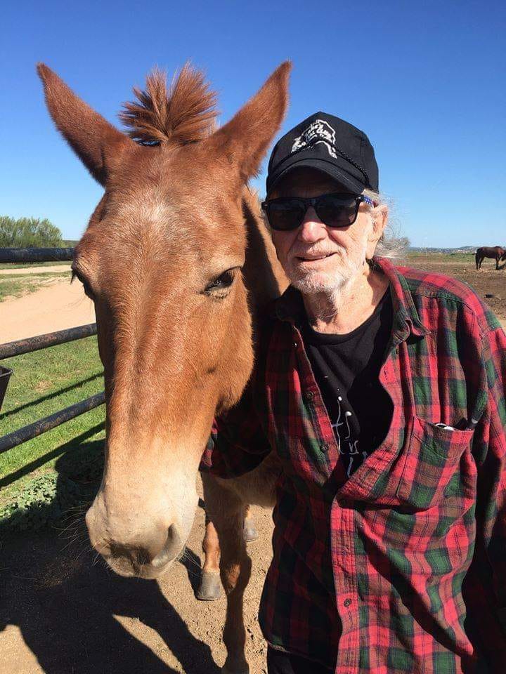 willie nelson horse from Luck Ranch