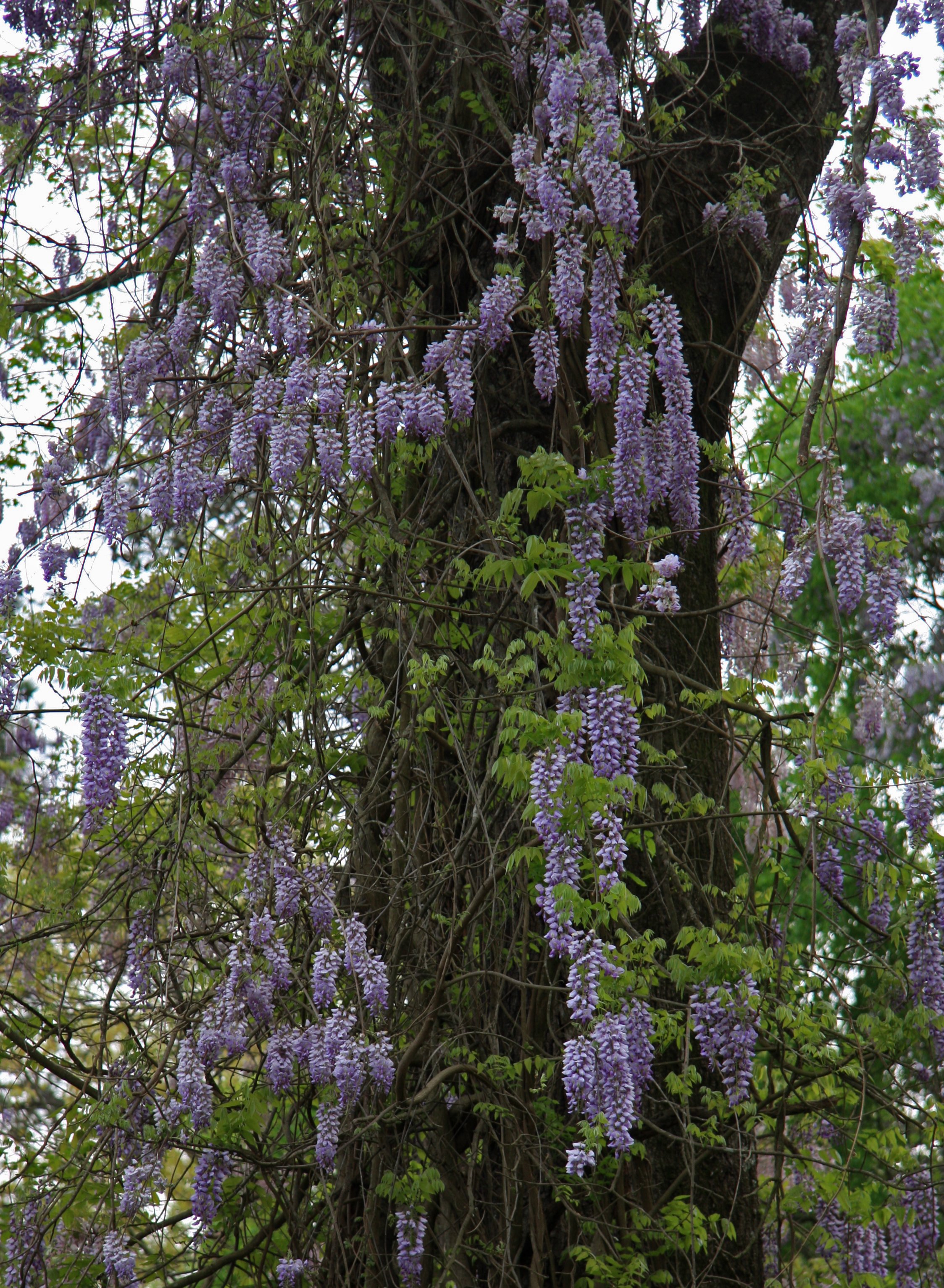 wisteria tree 
