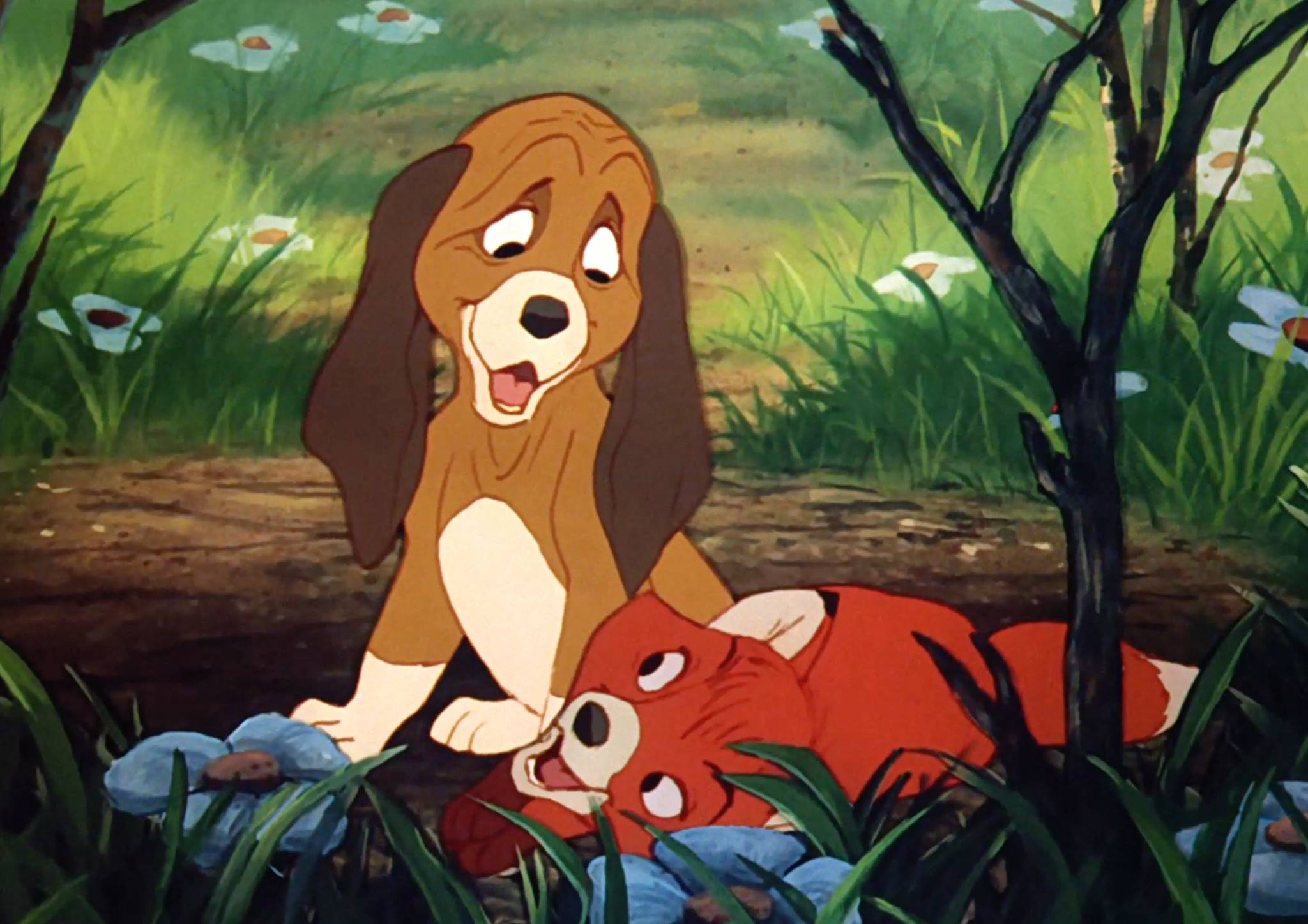 WATCH: Real Life &#39;The Fox And The Hound&#39; Best Friends