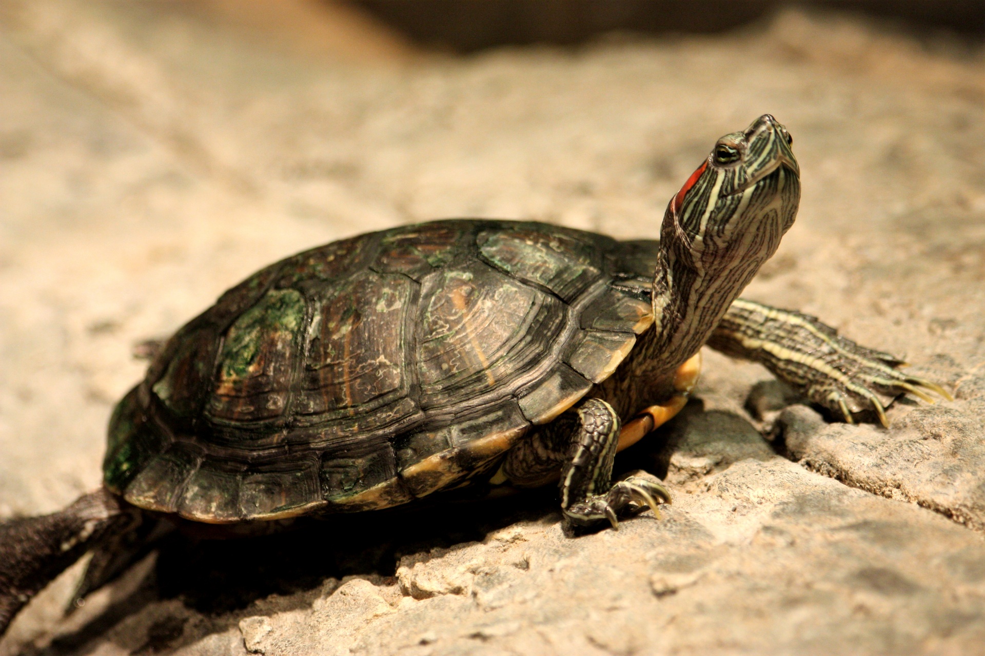 red eared turtle 