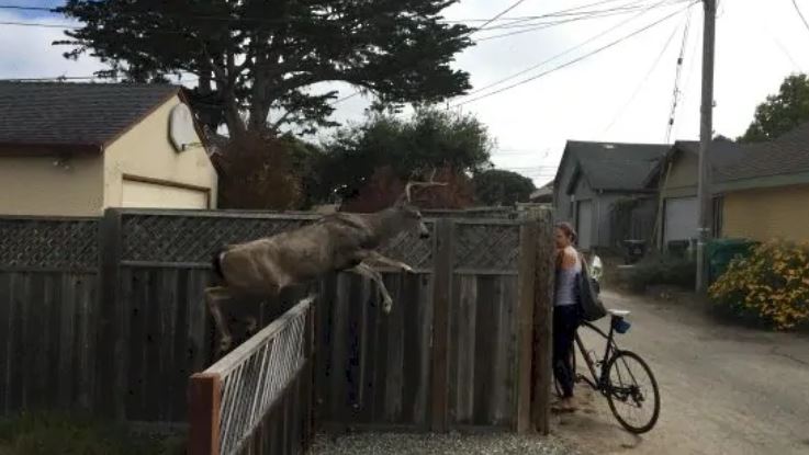 deer jumping a fence