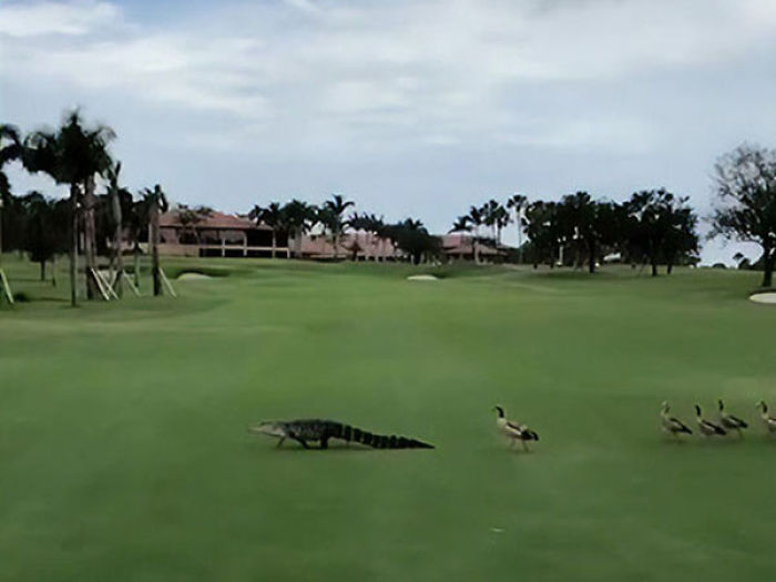 ducks chase alligator off golf course