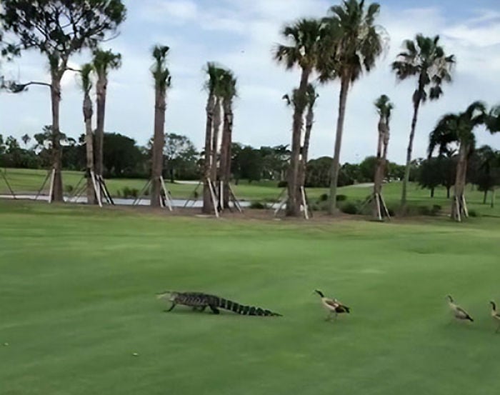 angry ducks chase alligator off golf course