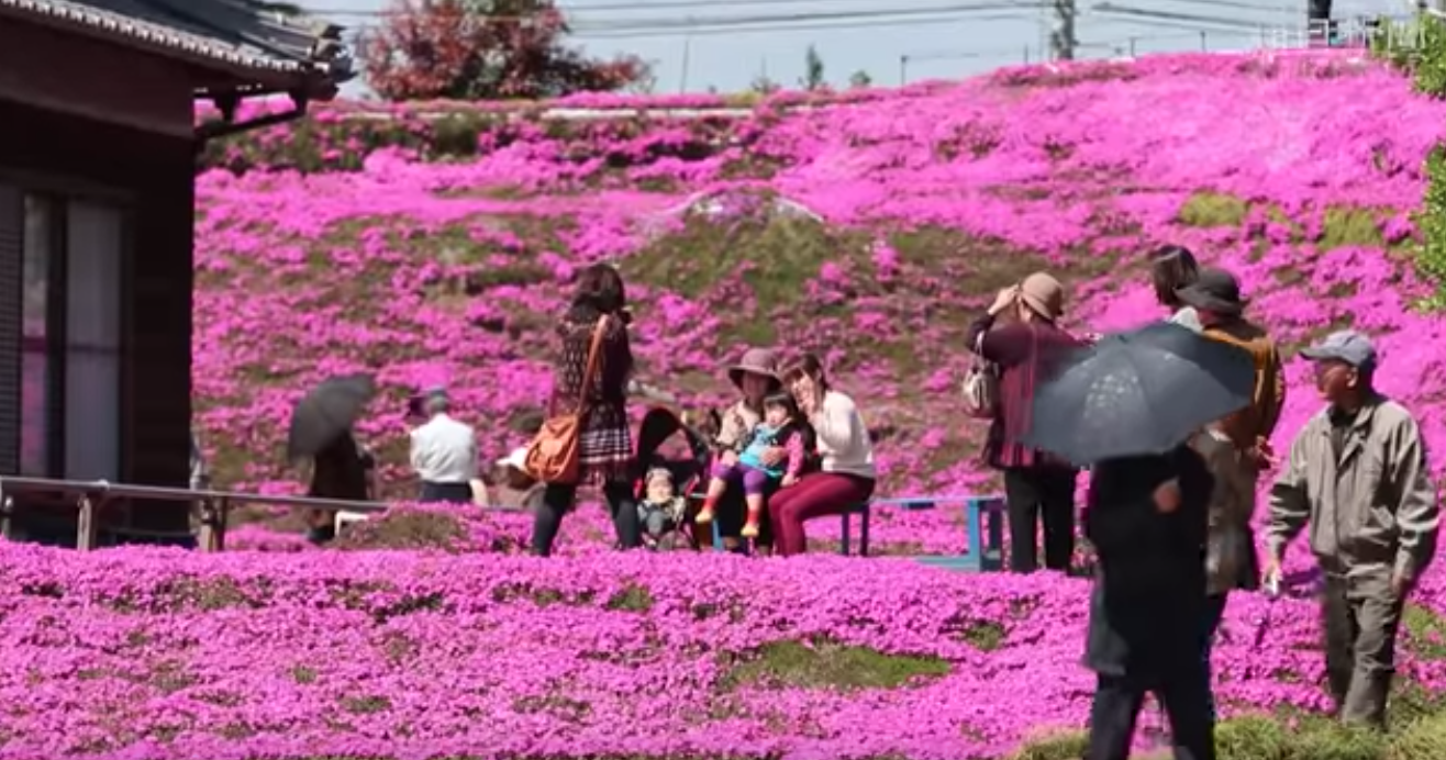 man plants thousands of flowers for his blind wife