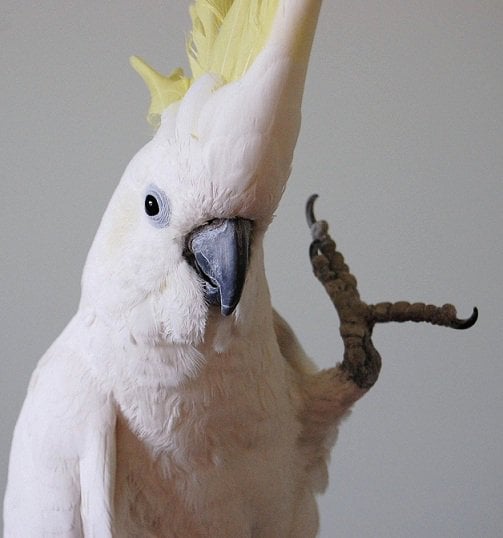 snowball the parrot 