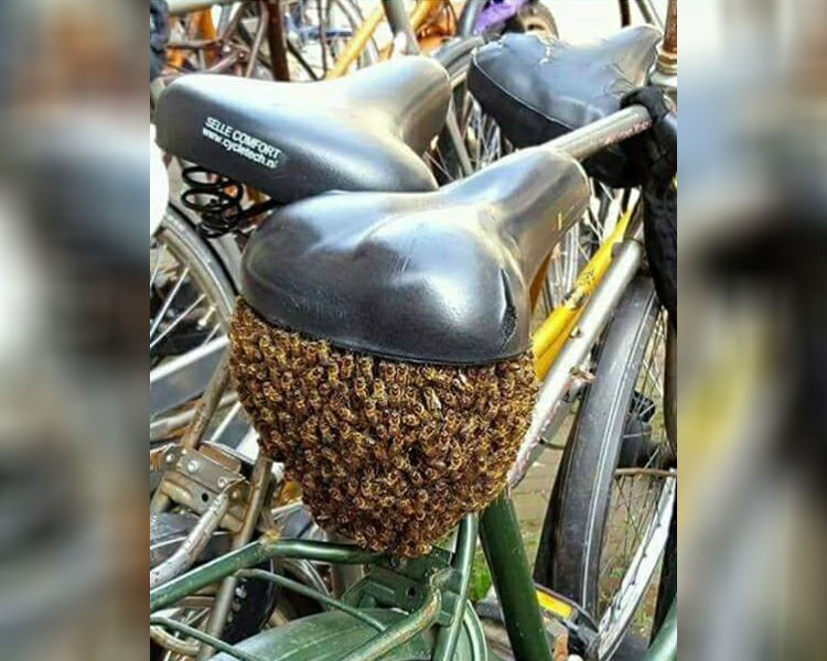 swarm of bees under bike seat