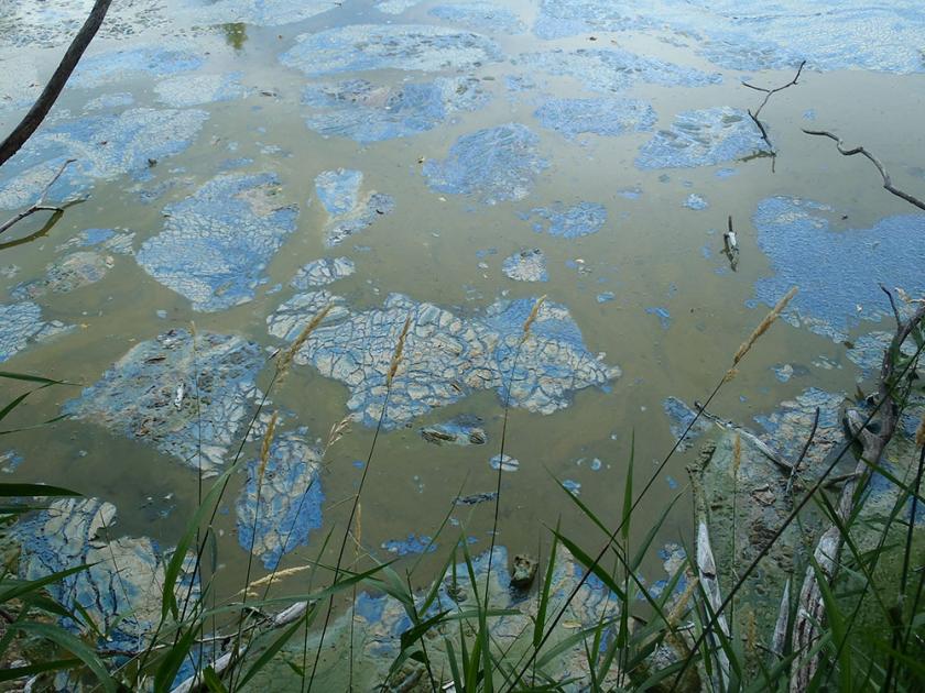 blue algae water in a pond