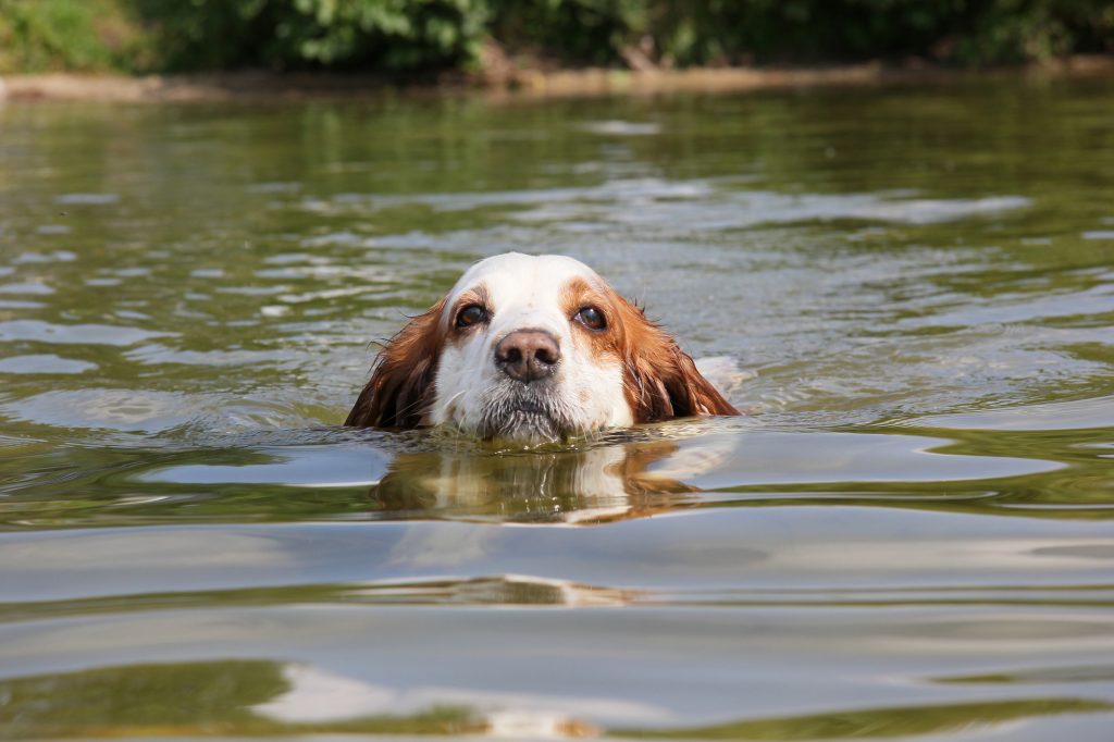 dog swimming in a lake