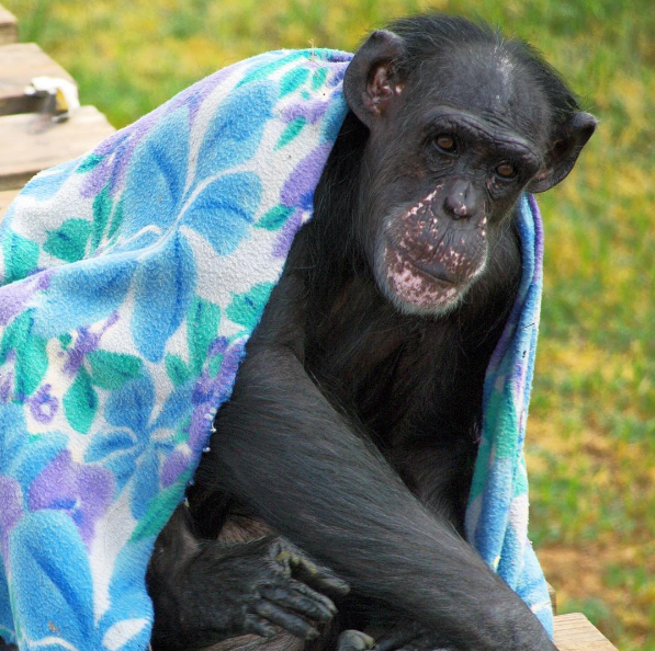 sarah the worlds smartest chimp