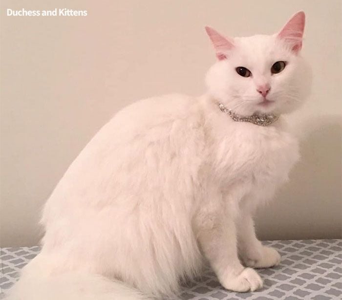 cat named duchess gives birth to the aristocats