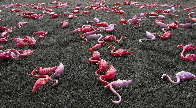 Fake flamingos littering this Florida yard! 
