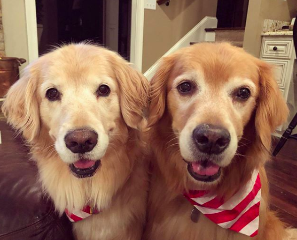 golden retrievers dressed up as wizard of oz characters