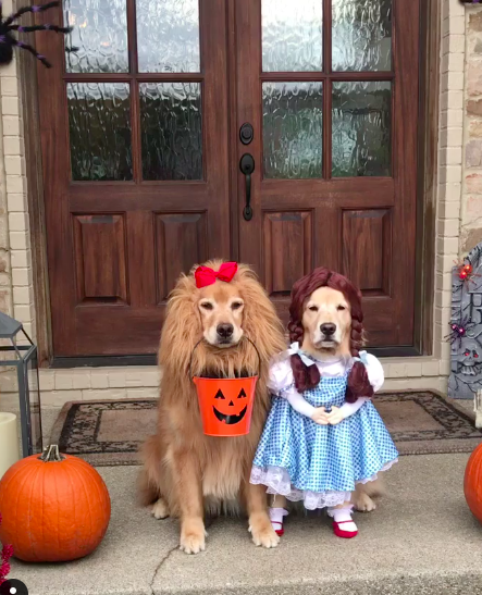 Golden retrievers dressed up as wizard of oz charcaters