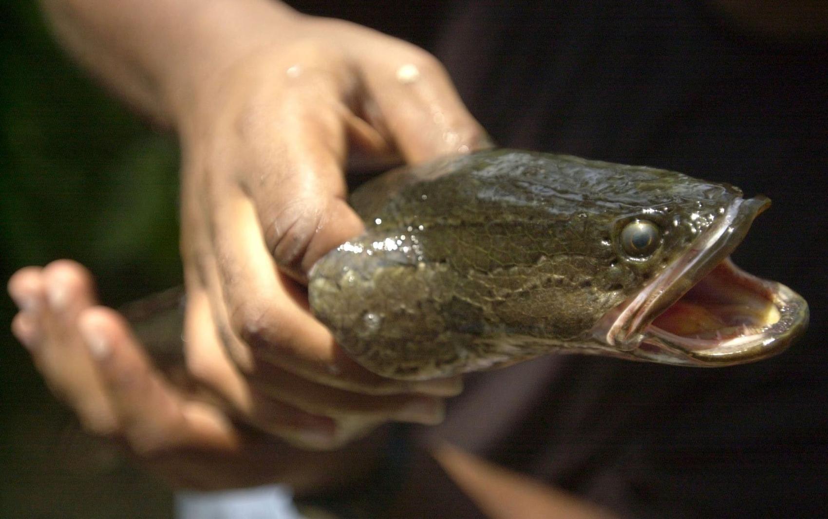 new snakehead fish can survive on land