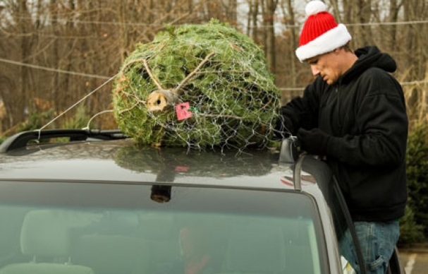 christmas trees may be more expensive this year