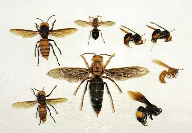 wasps 