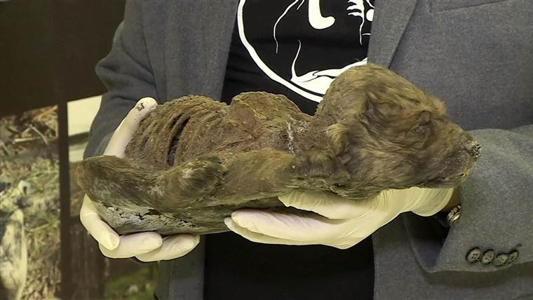 Schoolgirl Finds 41,000-Year-Old Mummified Lemming in Permafrost