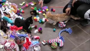 Fluffy critters staying with the animal rescue still got to enjoy some Christmas festivities