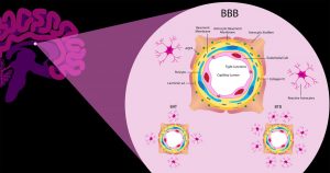 The focused ultrasound penetrates the BBB to attack harmful proteins