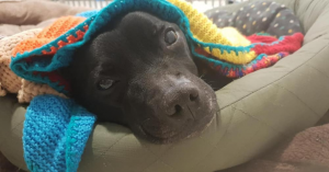 These dogs must know the blankets are knitted with love