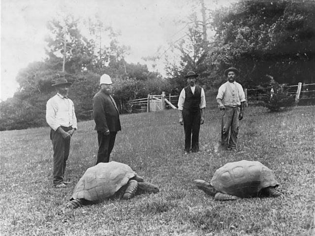 187 year old tortoise