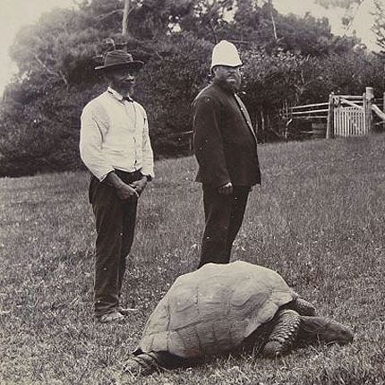 187 year old tortoise is world's oldest living animal on land