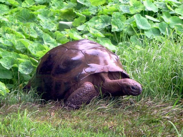 jonathan the tortoise oldest land animal in the world