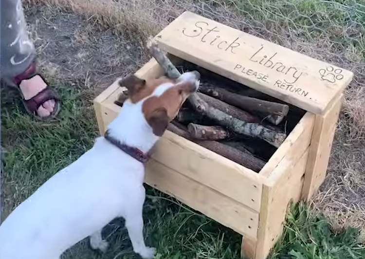 man builds stick library for dogs at the park