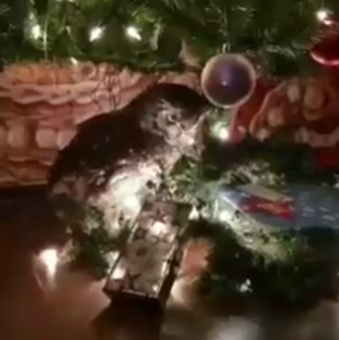 owl under christmas tree