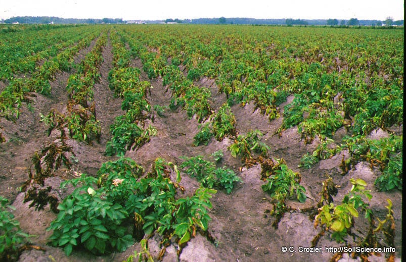 potato crop farm harvest 