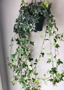 English ivy is as pretty as it is helpful