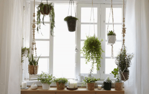 It's worth keeping some plants around your home