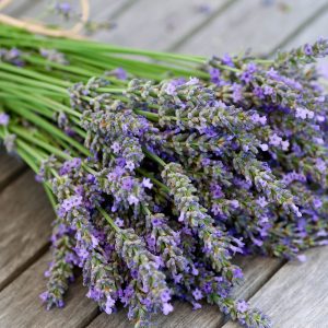 Lavender is definitely a healthy houseplant you want a lot of