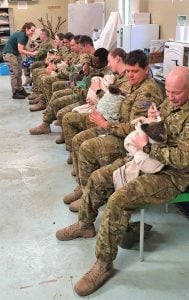 Members of the Australian Army use their free time to feed injured koalas, an important step in keeping this already-precarious species safe and secure