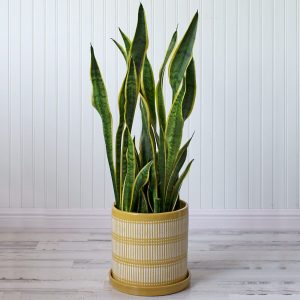 Snake plants are easy to take care of and have a lot of health benefits