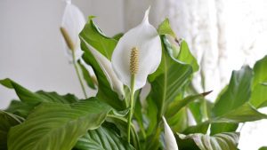 The Peace Lily offers a beautiful appearance but watch out for pollen