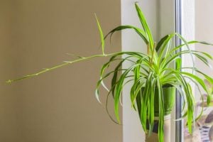 The spider plant is a classic houseplant that keeps the air healthy and looks pretty too