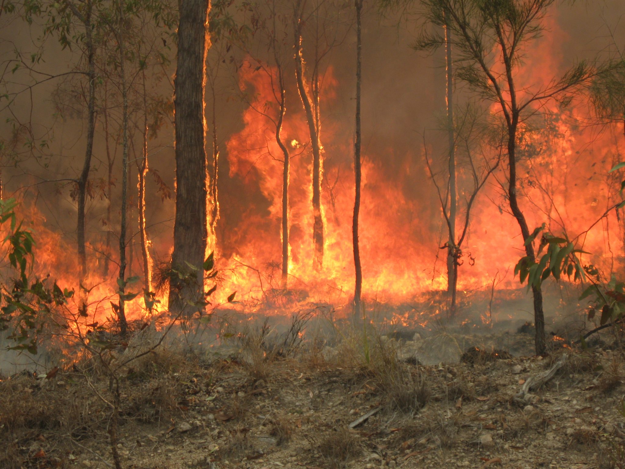 australia bushfires 