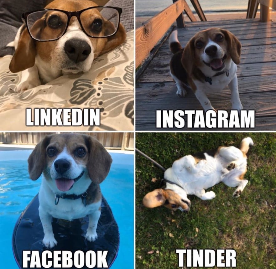 beagle dog viral trend 